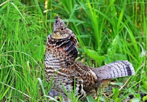 Ruffed Grouse Stare